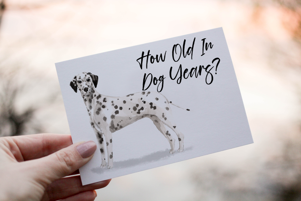 Dalmatian Dog Birthday Card, Dog Birthday Card